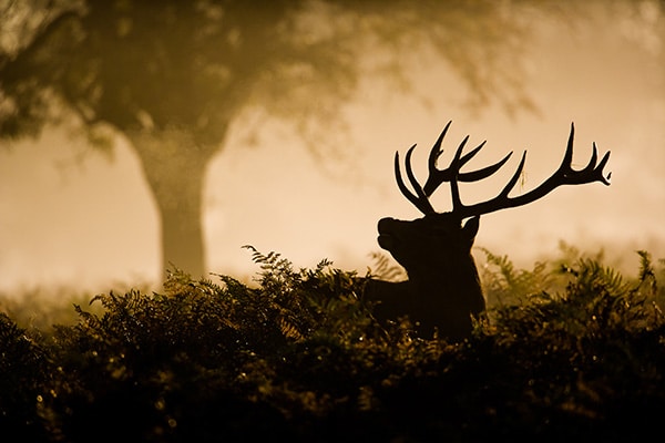 Jagdschein Intensivkurs Jagdschein in 2 Wochen Jagdschule Grimmen Wild